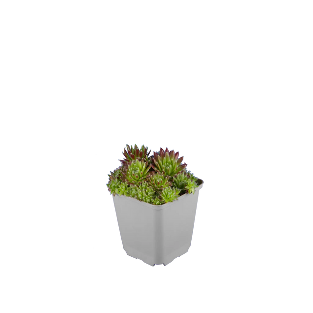 Sempervivum mix