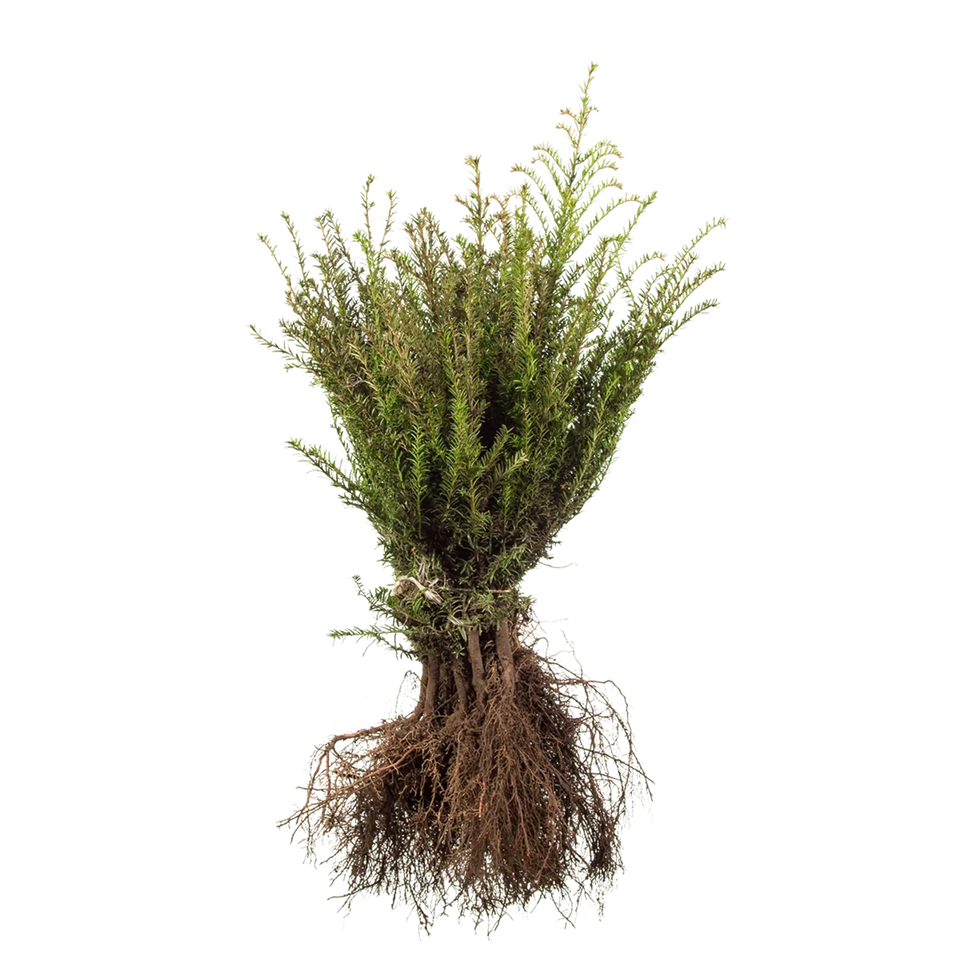 Gemeine Eibe