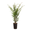 Taxus baccata