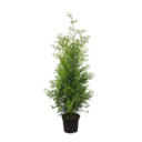 Thuja Brabant