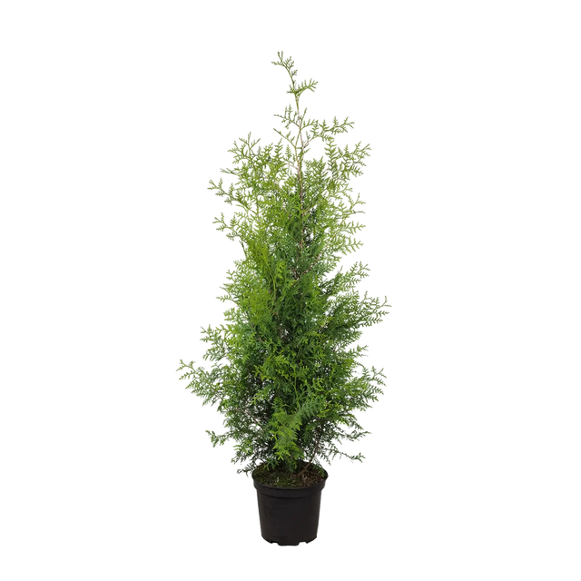 Thuja Brabant