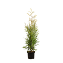 Thuja Brabant