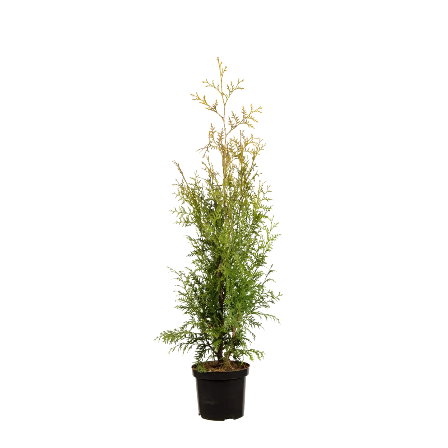 Thuja Brabant