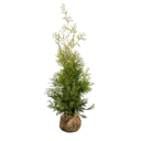 Thuja Brabant