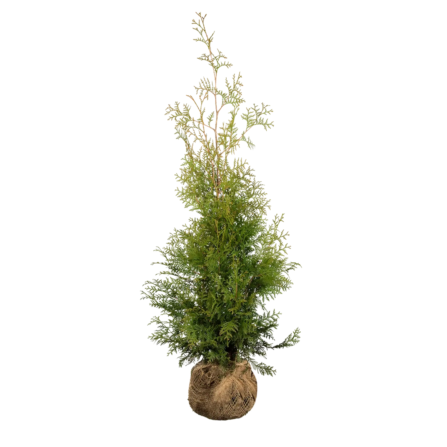 Thuja Brabant