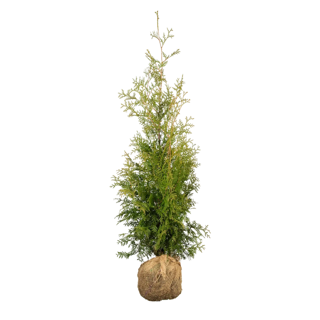 Thuja Brabant