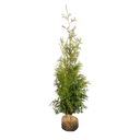 Thuja Brabant