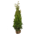 Thuja Brabant