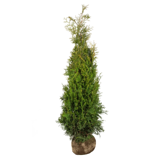 Thuja Brabant