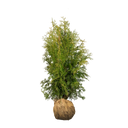 Thuja Brabant