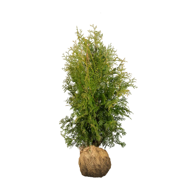 Thuja Brabant