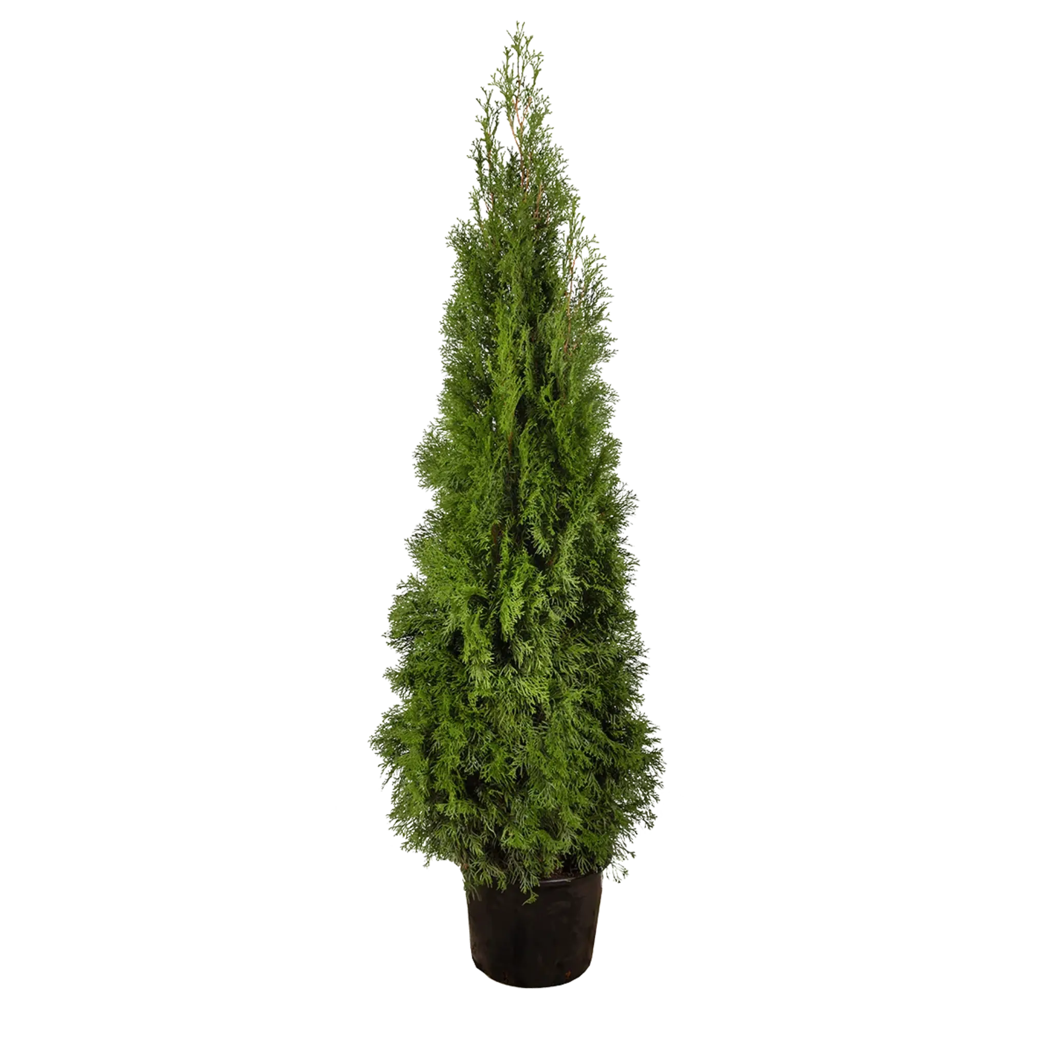 Thuja Smaragd