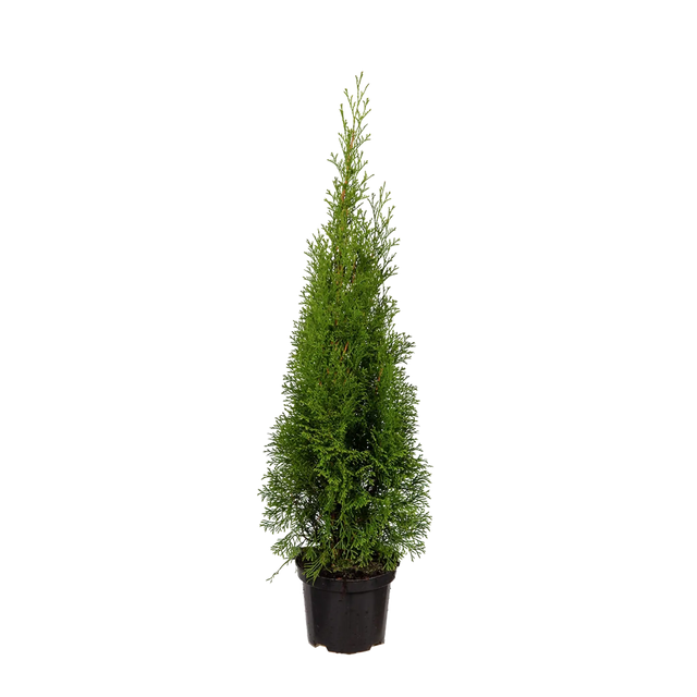 Thuja Smaragd