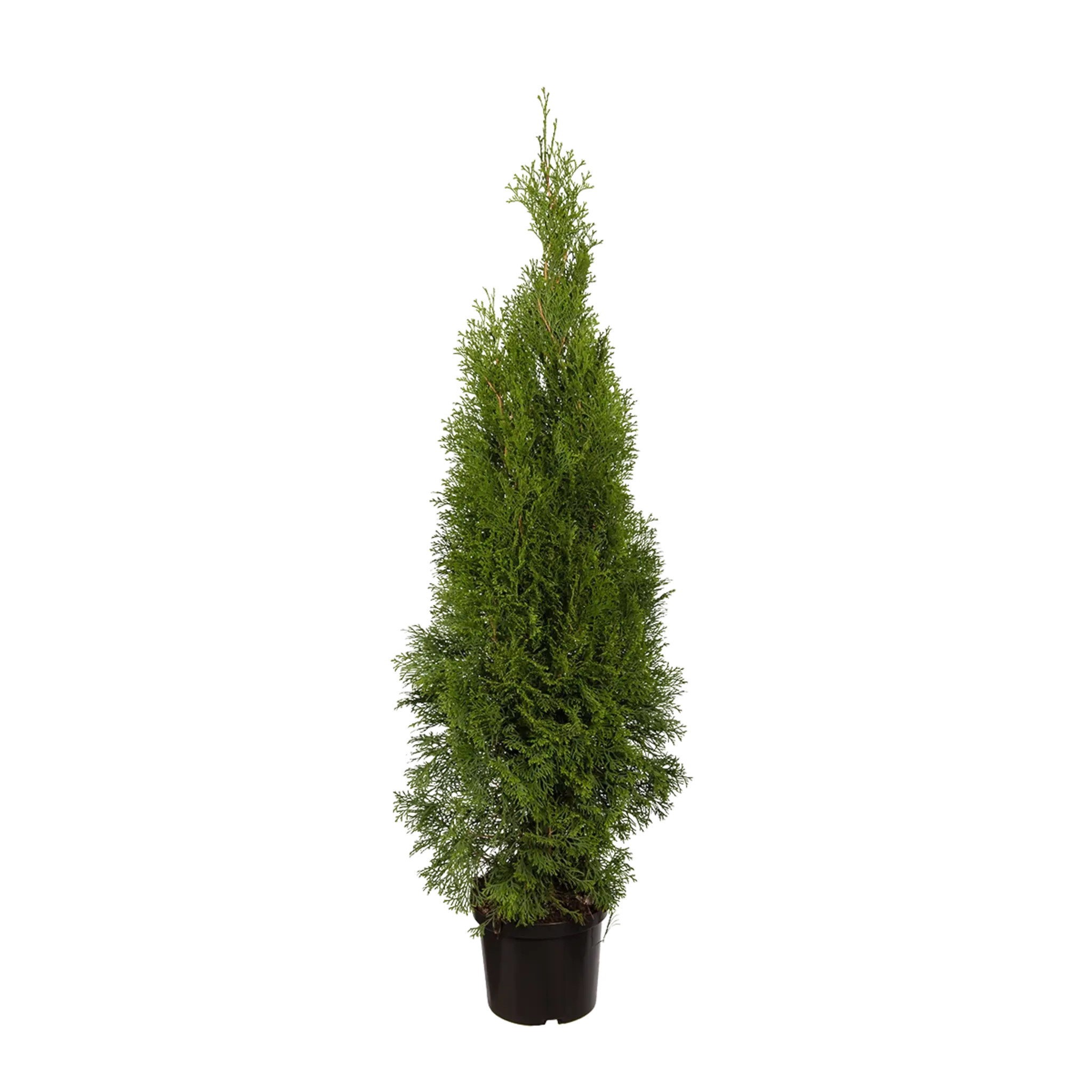 Thuja Smaragd