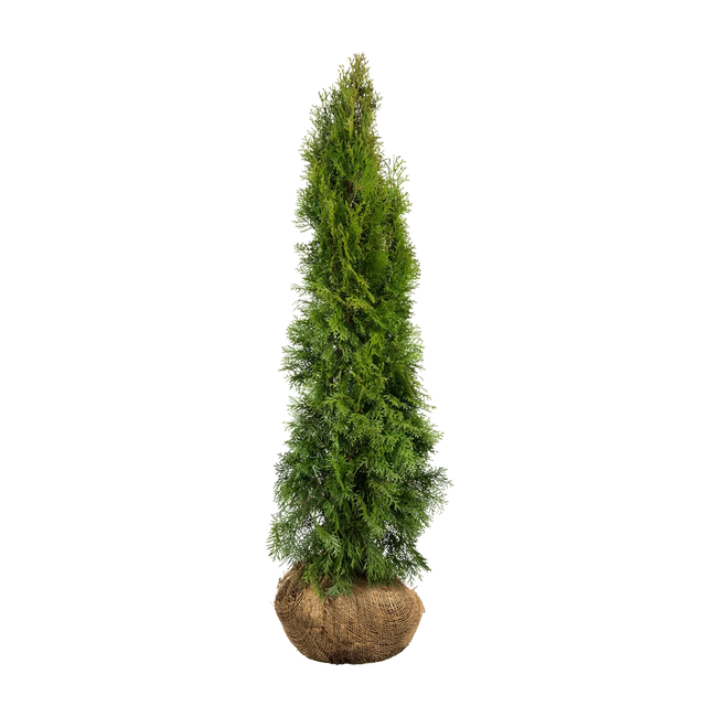 Thuja Smaragd