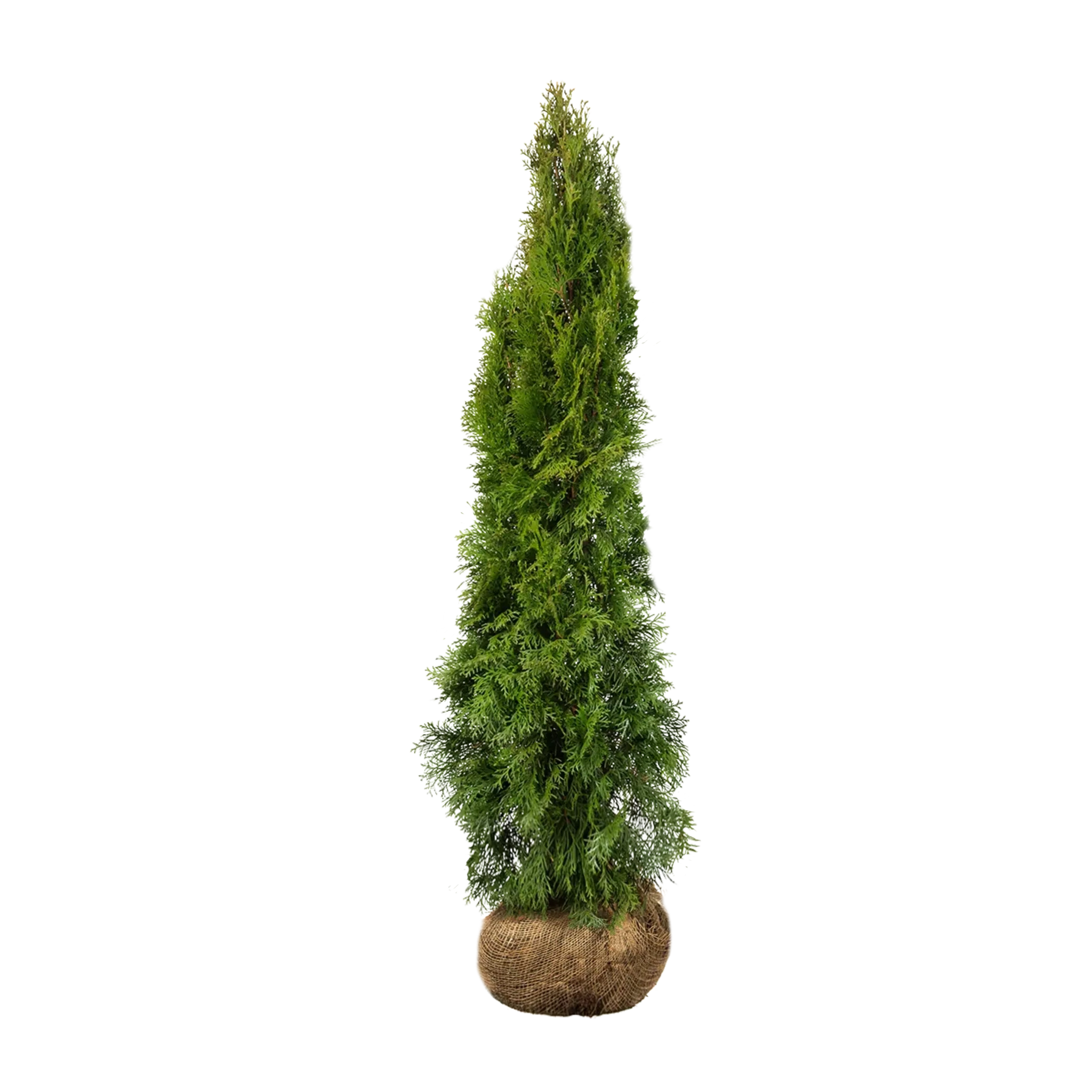 Thuja Smaragd