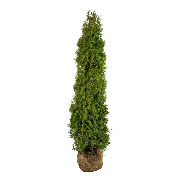 Thuja Smaragd