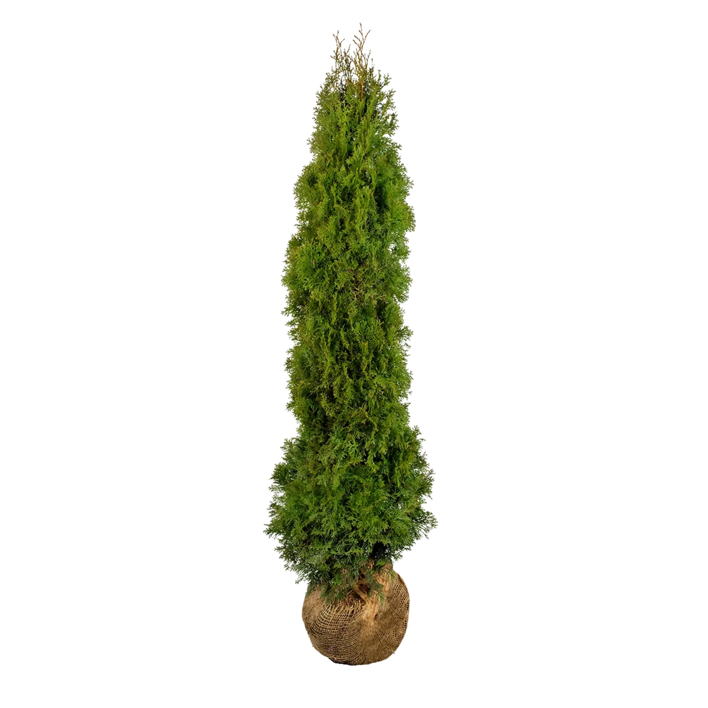 Thuja Smaragd