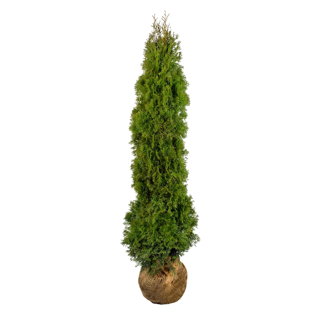 Thuja Smaragd