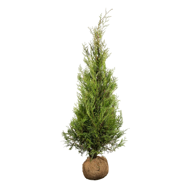 Thuja Atrovirens