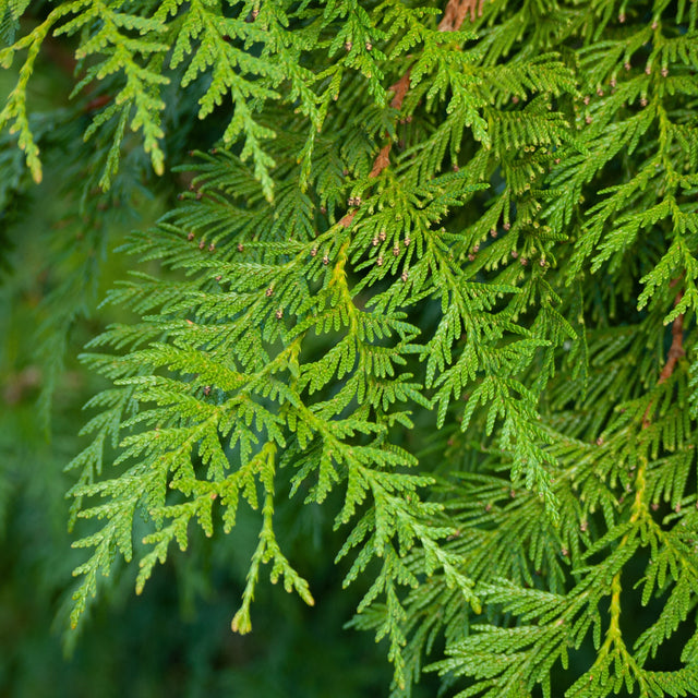 Thuja Excelsa