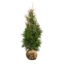 Thuja Excelsa