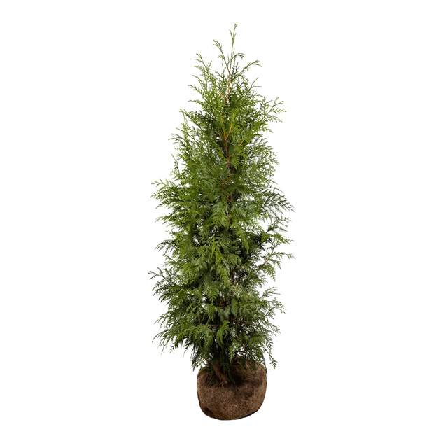 Thuja Excelsa