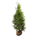 Thuja Excelsa