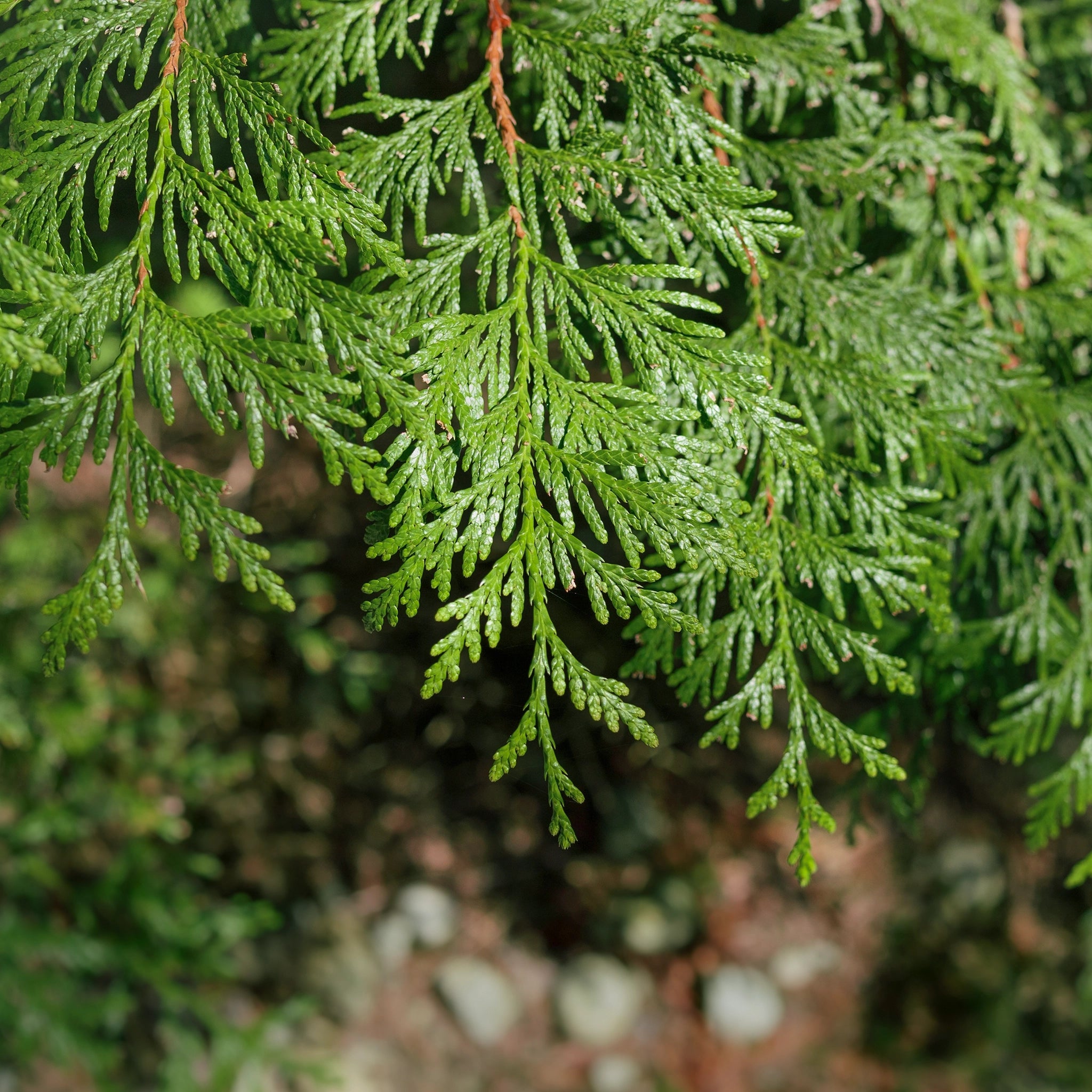 Thuja Martin