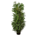 Thuja Martin