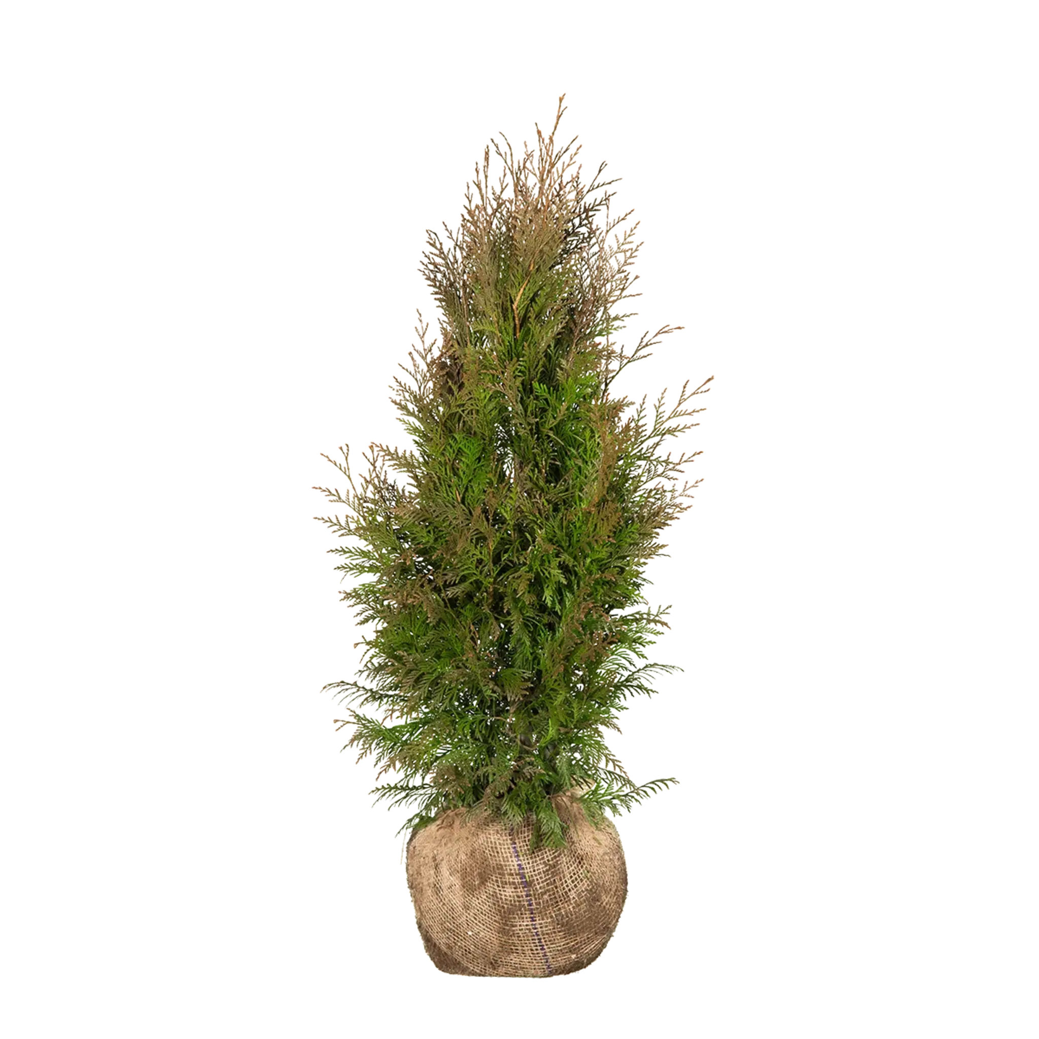 Thuja Martin