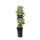 Toskanischer Jasmin