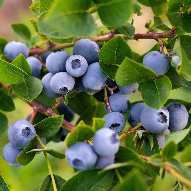 Heidelbeere 'Bluecrop'