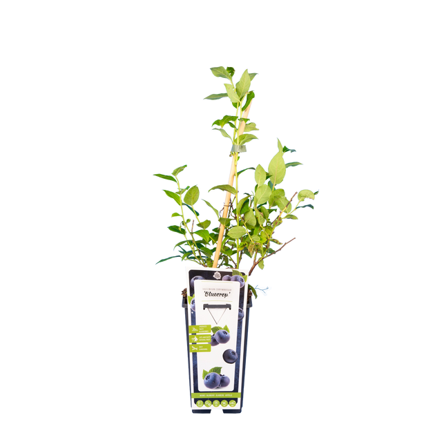 Heidelbeere 'Bluecrop'