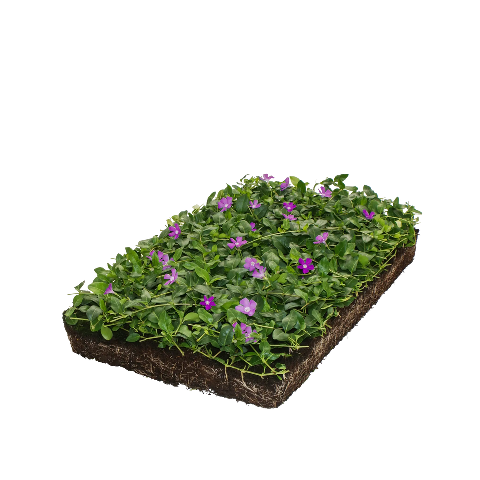 Violettes Immergrün Bodendeckermatte