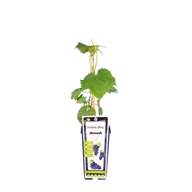 Traube 'Boskoop Glory'
