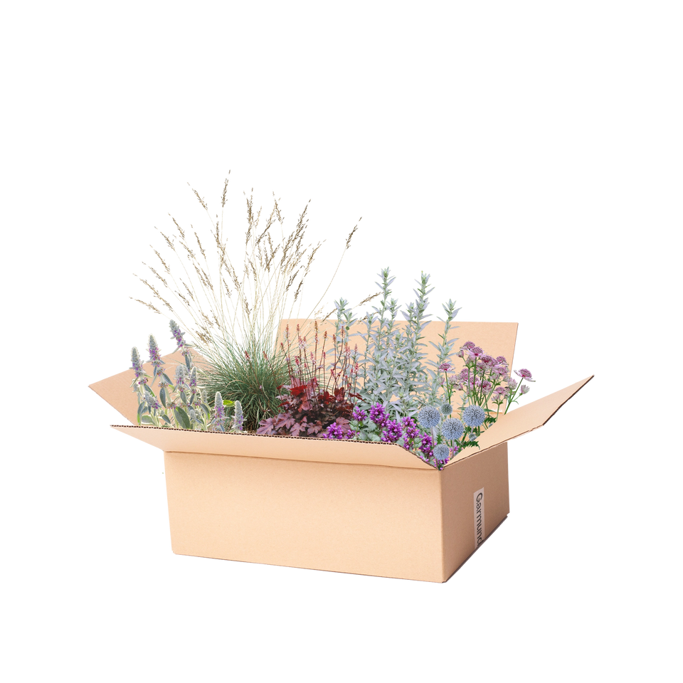Staudenbeet Paket Silber und Lila