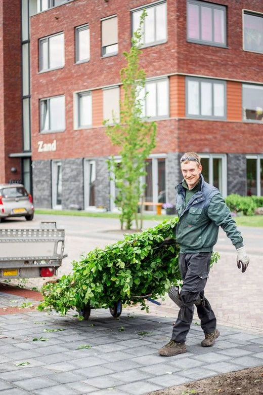 Hardhouten paal (voor hagen van 100 - 180 cm)