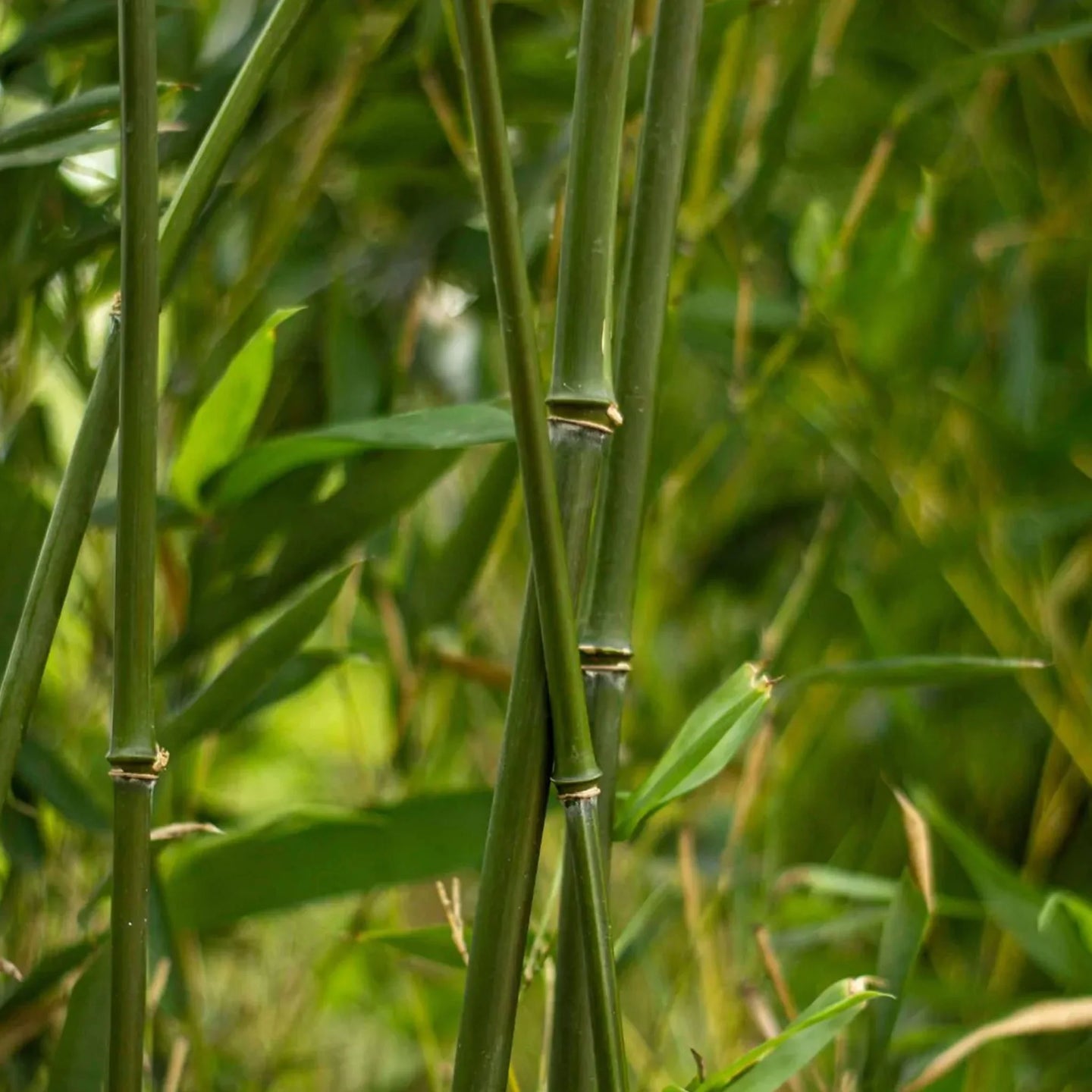 Bamboe Bissetii