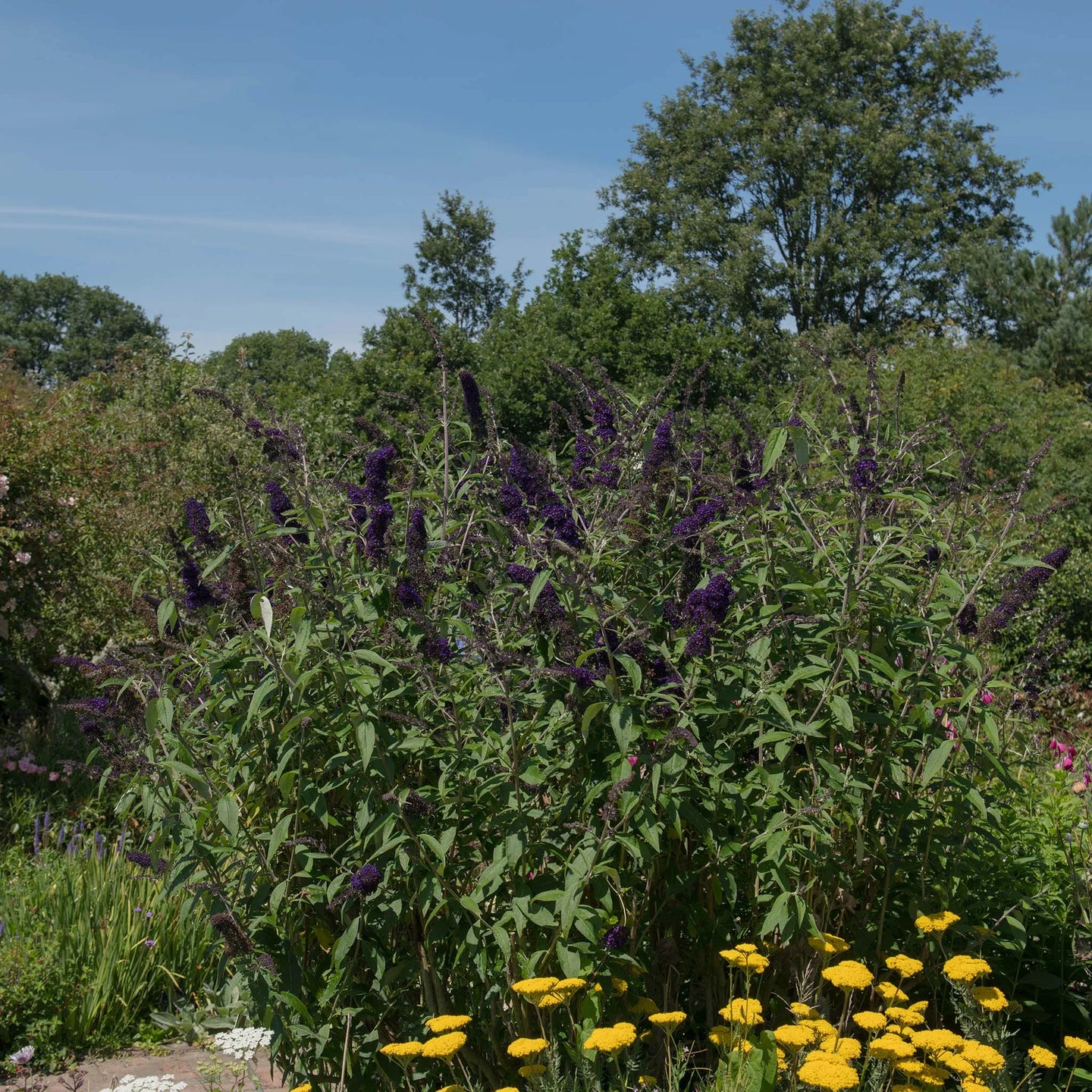 Schmetterlingsstrauch Black Knight