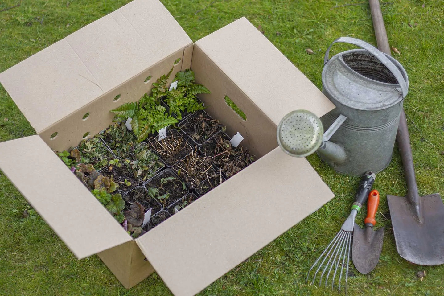 Staudenbeet Paket Blattpflanzen