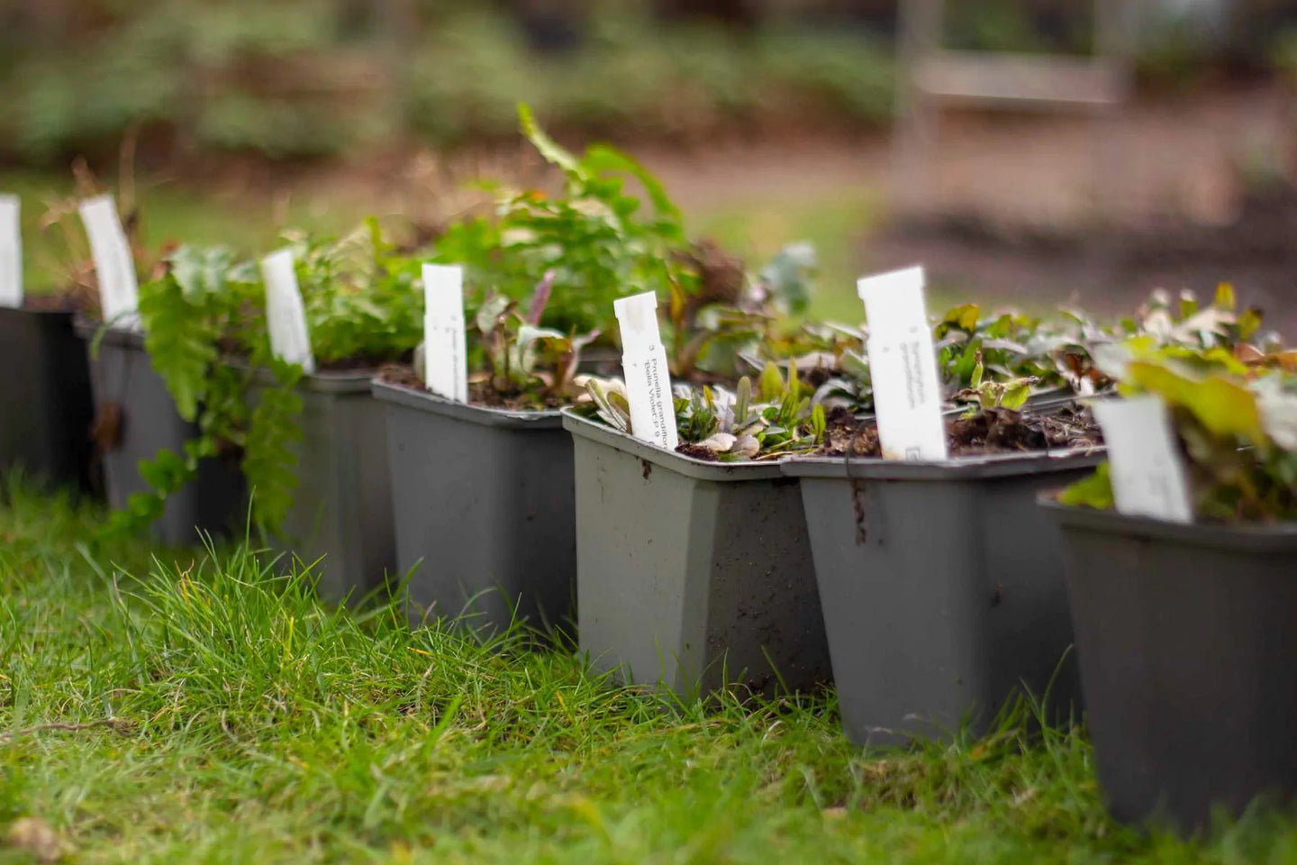 Staudenbeet Paket Blattpflanzen