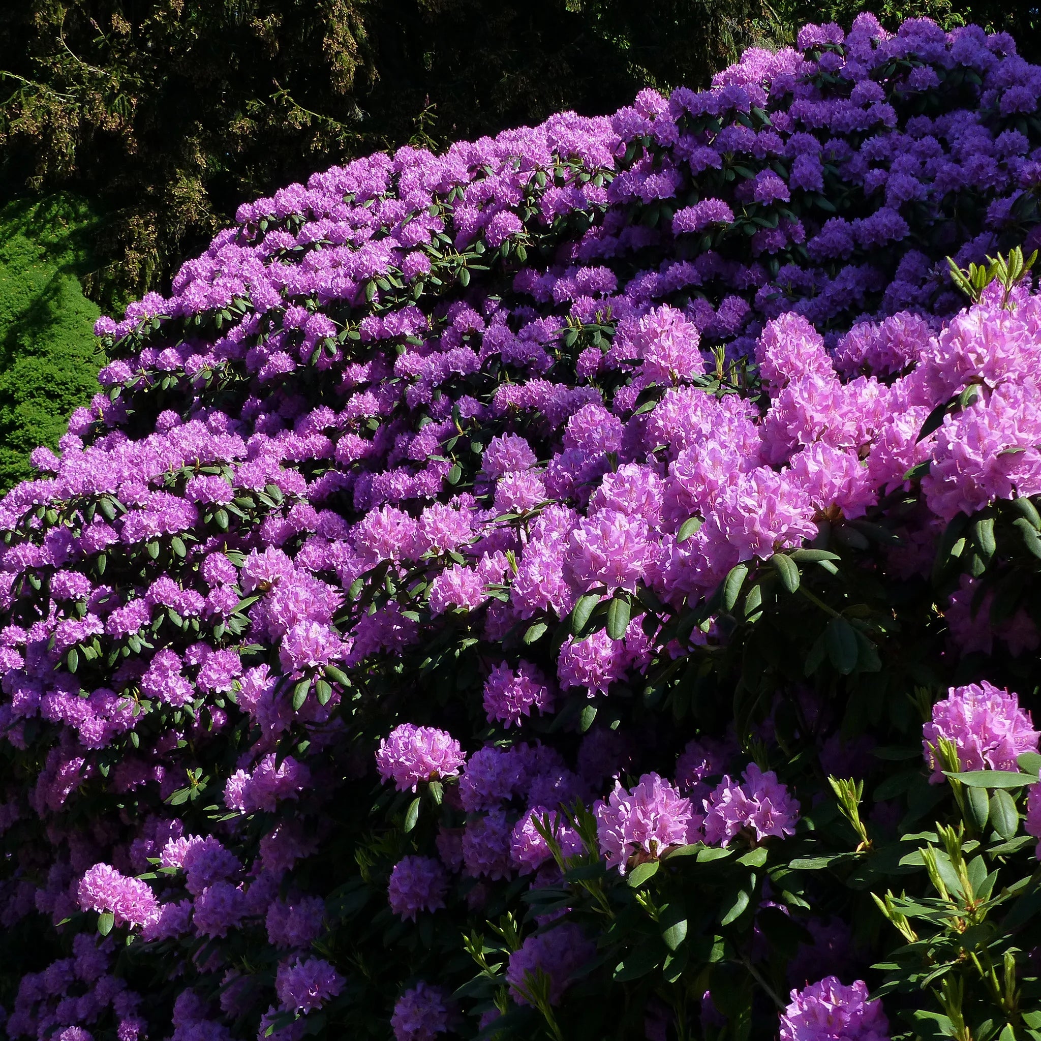 Rhododendron Catawbiense Grandiflorum