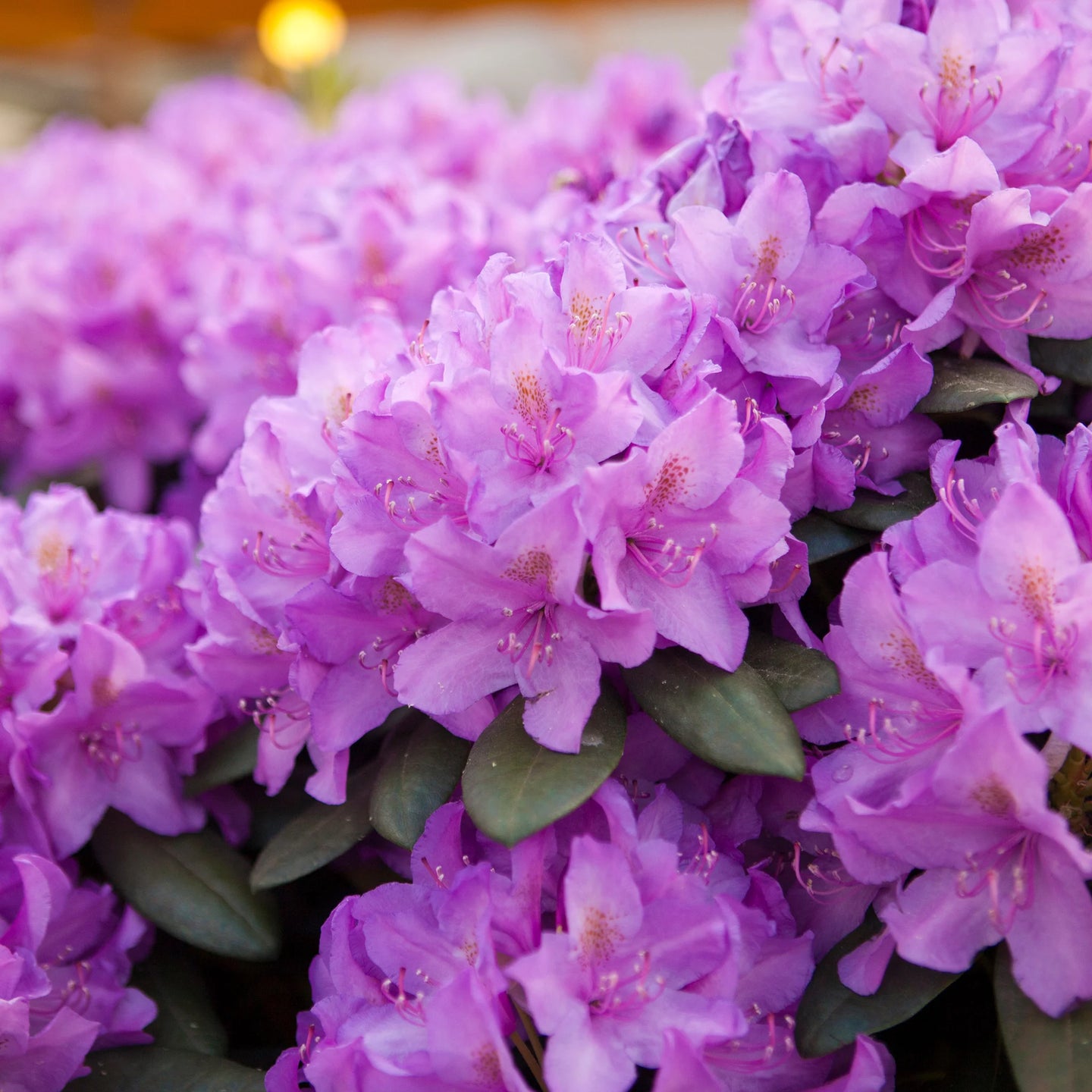 Rhododendron Catawbiense Grandiflorum