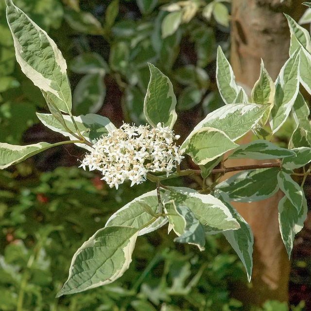 Weißbunter Hartriegel