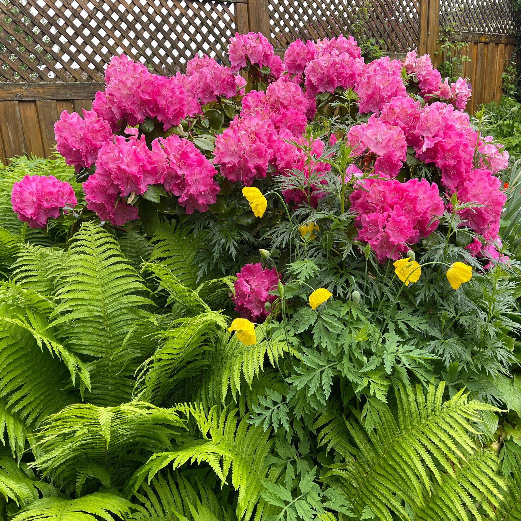 Rhododendron Germania