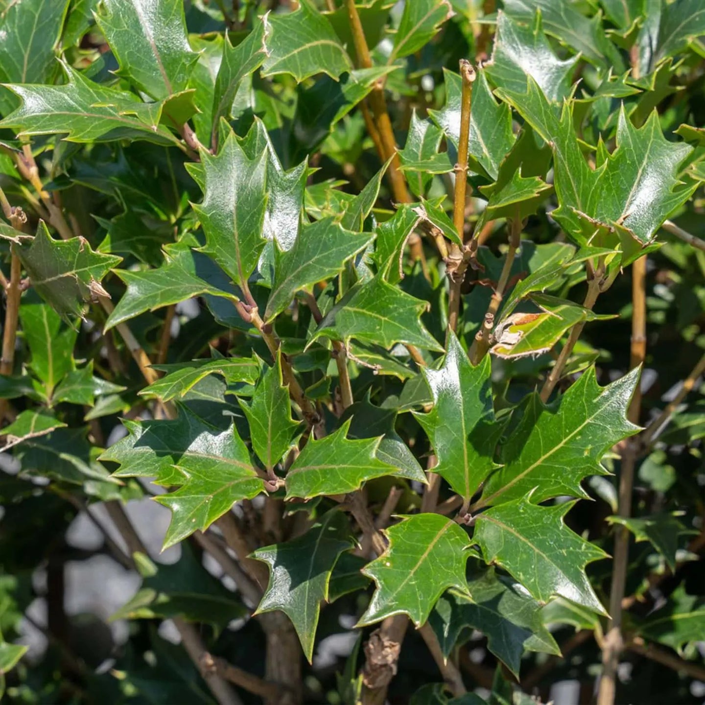 Stachelblättrige Duftblüte