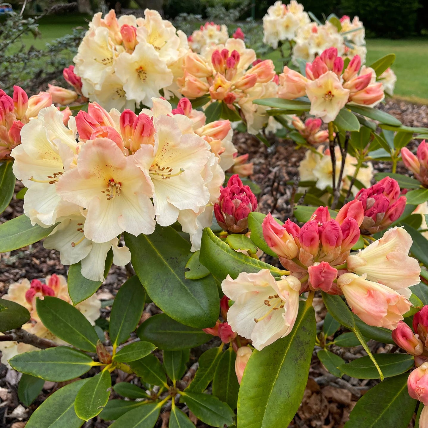 Rhododendron Horizon Monarch