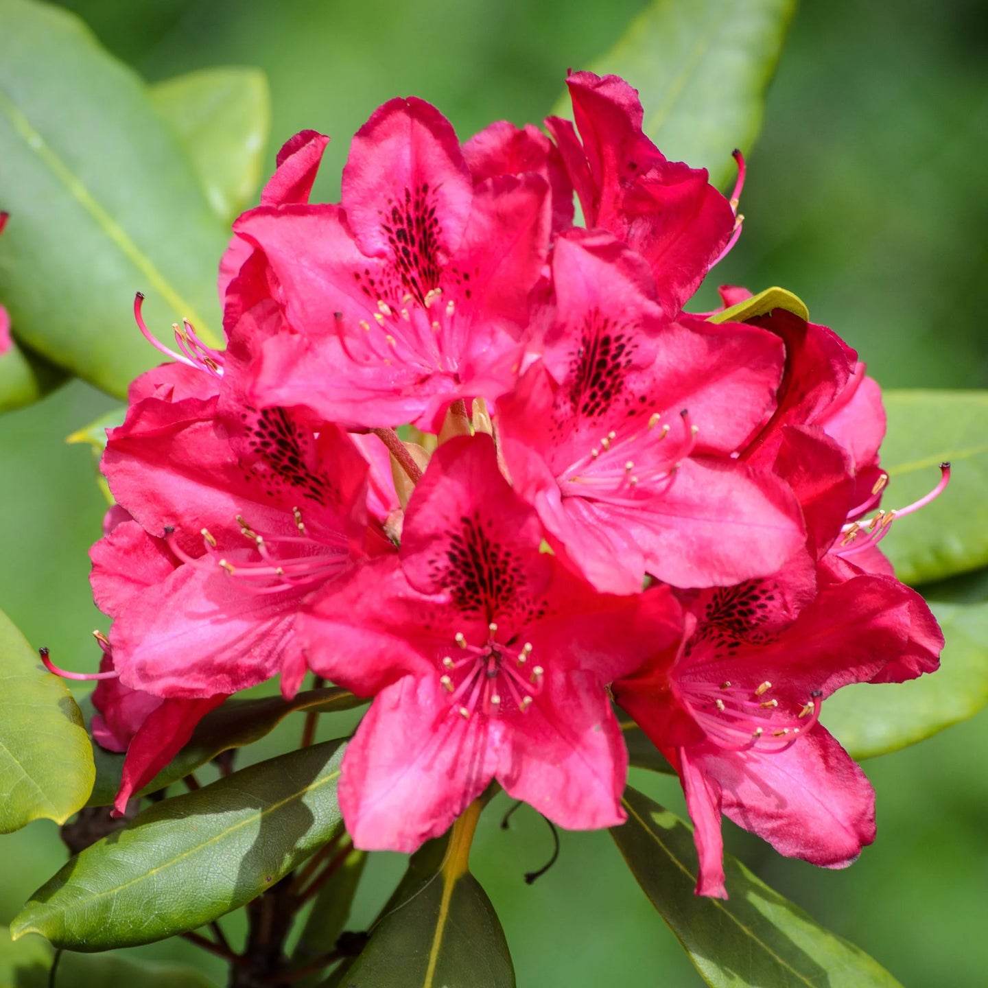 Rhododendron Nova Zembla