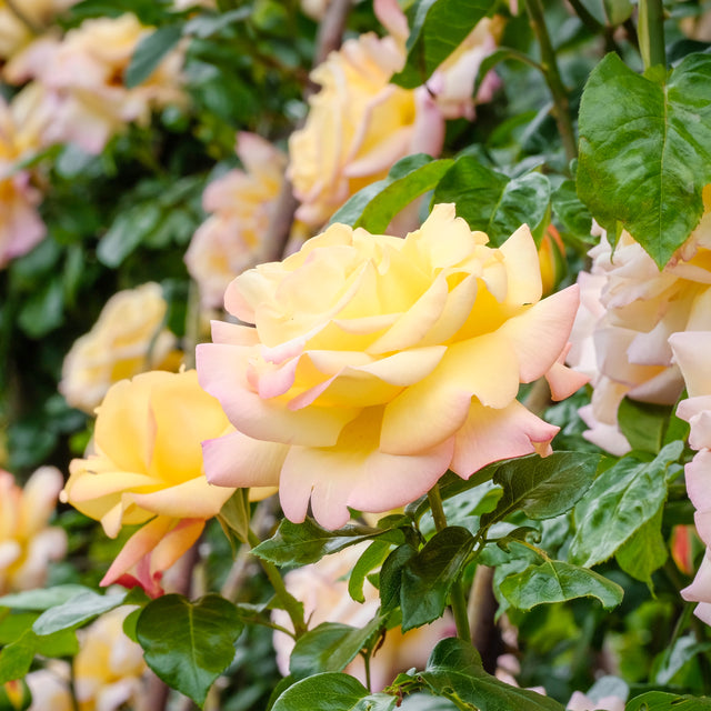 Großblumige Rose Peace